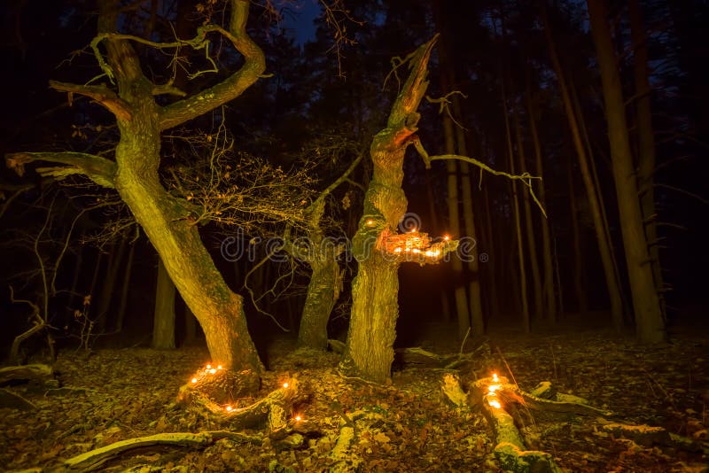 Oak tree in forest lightened by candles, night outdoor scene. Oak tree in forest lightened by candles, night outdoor scene