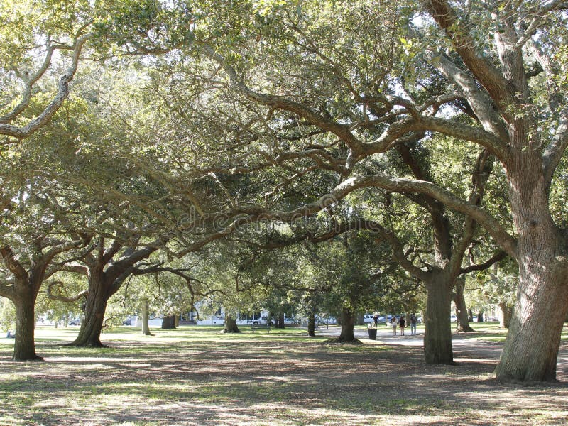 Old oak trees at The Battery in Charleston, SC. These oaks are hundreds of years old. Standing within view of the Historic Fort Sumter, they no doubt witnessed the start of the American Civil War. Now, they serve as a peaceable and quite place for a walk or a picnic in the shade. Old oak trees at The Battery in Charleston, SC. These oaks are hundreds of years old. Standing within view of the Historic Fort Sumter, they no doubt witnessed the start of the American Civil War. Now, they serve as a peaceable and quite place for a walk or a picnic in the shade.