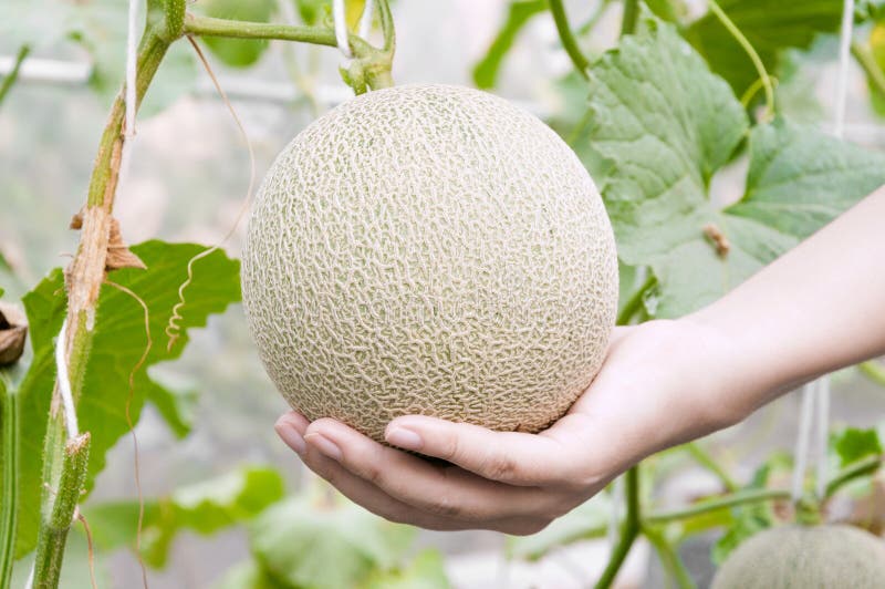 Melon in hand, Cantaloupe melons growing in a greenhouse supported by string melon nets selective focus. Melon in hand, Cantaloupe melons growing in a greenhouse supported by string melon nets selective focus