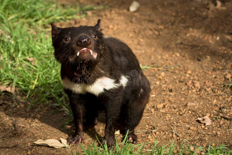 Tasmanian devil, Sarcophilus harrisii, Australia, Tasmania. Tasmanian devil, Sarcophilus harrisii, Australia, Tasmania