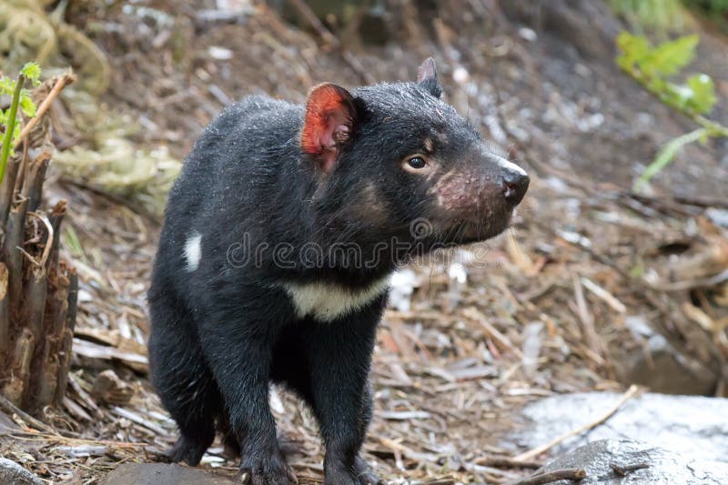 A Tasmanian Devil, a small marsupial native to the Australian island of Tasmania. A Tasmanian Devil, a small marsupial native to the Australian island of Tasmania.