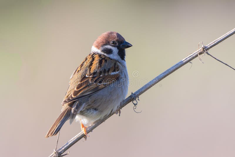 male eurasian tree sparrow over out of focus background (Passer montanus) these specie is more common in rural areas accross Europe. male eurasian tree sparrow over out of focus background (Passer montanus) these specie is more common in rural areas accross Europe