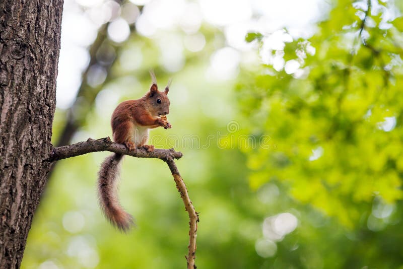 евроазиатская красная белка sciurus vulgaris стоковые изображения rf евроазиатская красная белка sciurus vulgaris стоковые изображения rf