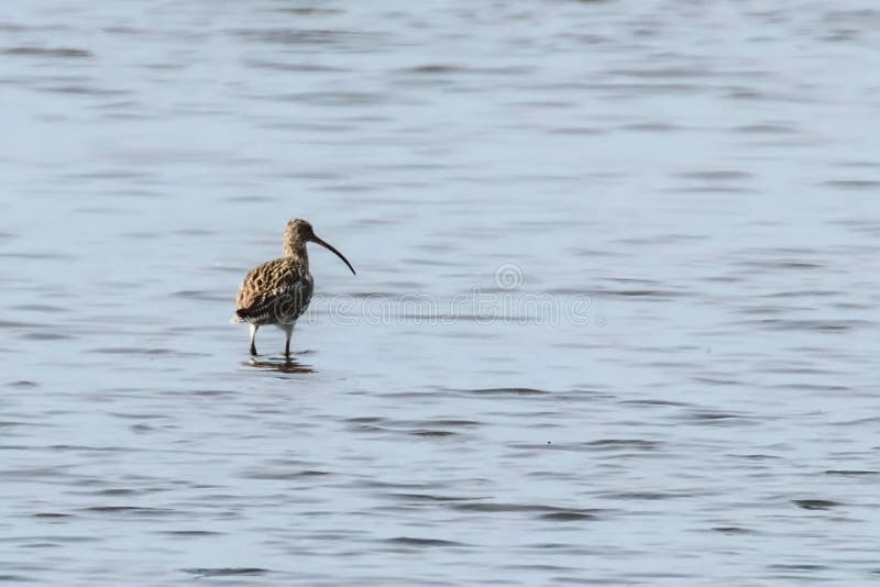 Евроазиатский Curlew, птица общего arquata Numenius Curlew одиночная в воде стоковое изображение rf Евроазиатский Curlew, птица общего arquata Numenius Curlew одиночная в воде стоковое изображение rf