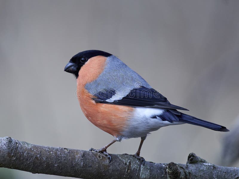 Евроазиатский pyrrhula Pyrrhula bullfinch стоковое фото Евроазиатский pyrrhula Pyrrhula bullfinch стоковое фото
