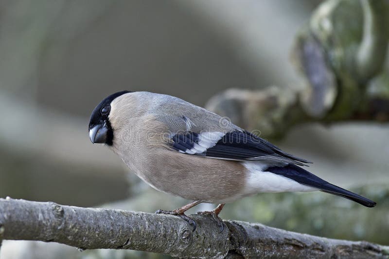 Евроазиатский pyrrhula Pyrrhula bullfinch стоковые фотографии rf Евроазиатский pyrrhula Pyrrhula bullfinch стоковые фотографии rf