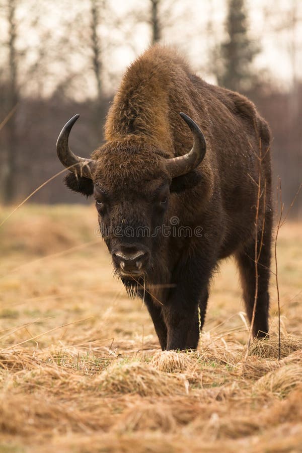 European Bison (Wisent), Bialowieza Forest, Poland. European Bison (Wisent), Bialowieza Forest, Poland