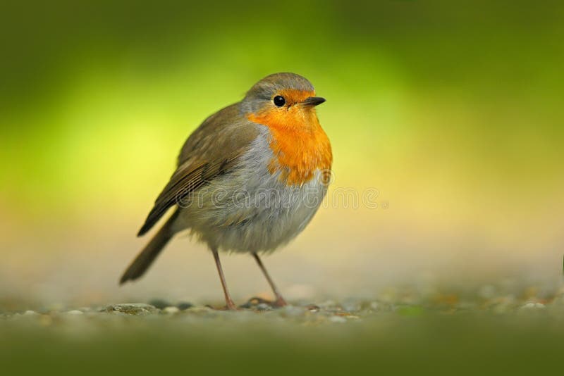 Европеец Робин, Rubecula Erithacus, оранжевая воробьинообразная птица ...