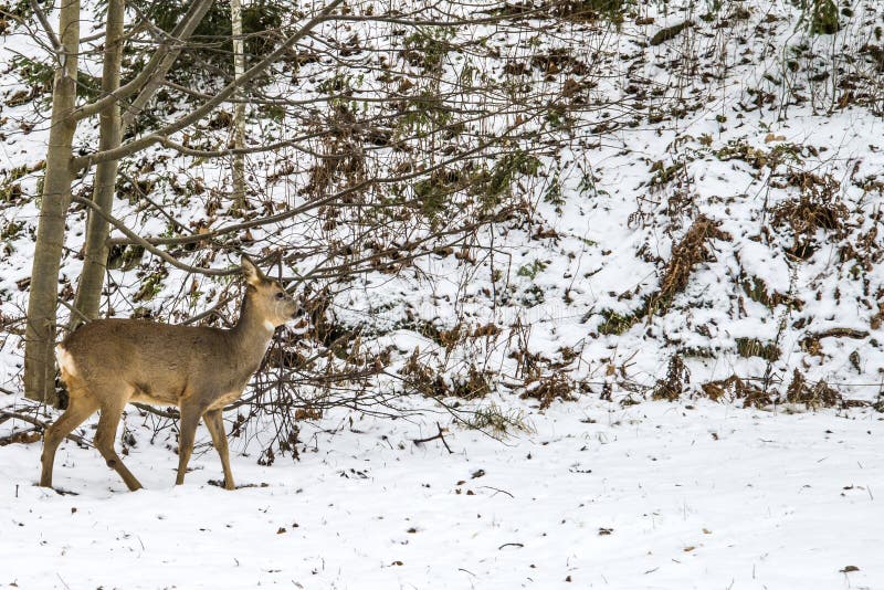 Европейские олени козуль (capreolus) capreolus, лань стоковое фото rf Европейские олени козуль (capreolus) capreolus, лань стоковое фото rf