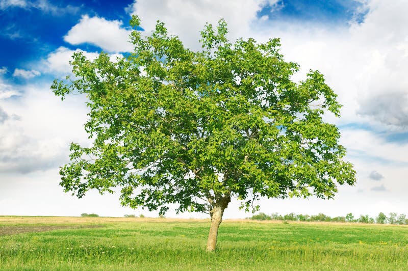 European walnut and blue sky. European walnut and blue sky