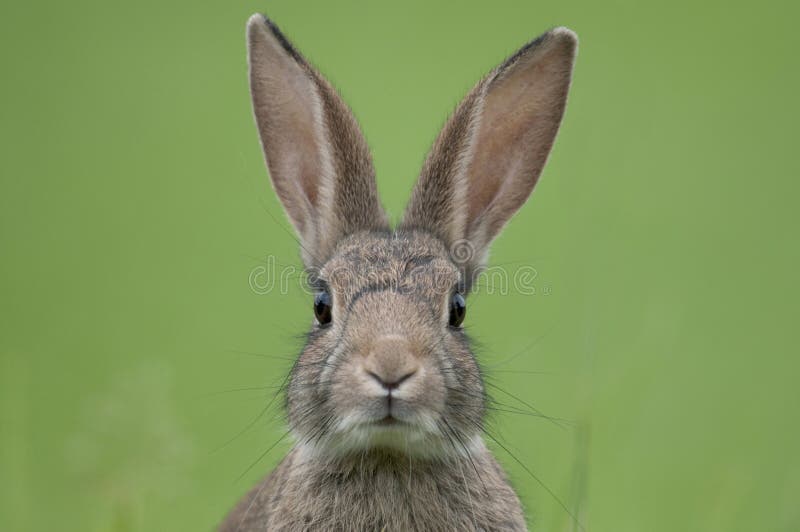 Европейский кролик (cuniculus Oryctolagus) стоковые изображения rf Европейский кролик (cuniculus Oryctolagus) стоковые изображения rf