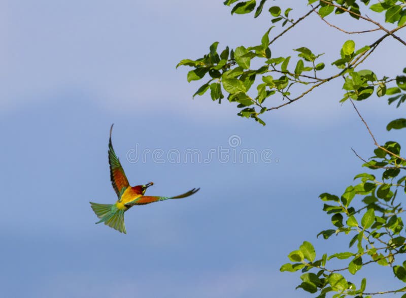 Европейский проект merops beeeater apiaster птицы стоковое фото