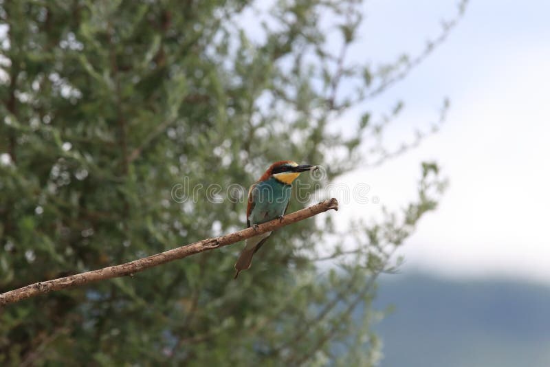 Европейский пчеловодитель(Merops apiaster) Баден Вуэртемберг,Германия стоковое фото Европейский пчеловодитель(Merops apiaster) Баден Вуэртемберг,Германия стоковое фото
