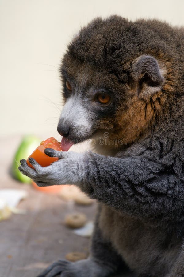 An Alaotran Gentle Lemur eating a tomato. An Alaotran Gentle Lemur eating a tomato