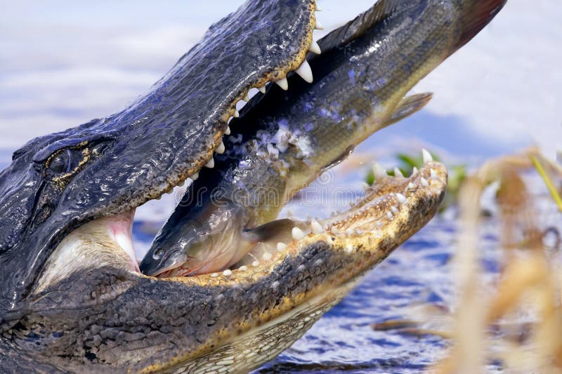 Alligator eating catfish , this is a wild alligator, not captive, it happened so fast I really did have time to compose the way I wanted. Alligator eating catfish , this is a wild alligator, not captive, it happened so fast I really did have time to compose the way I wanted.