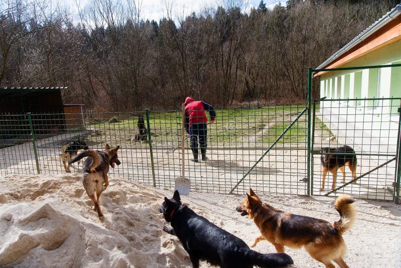 Daily routine chores in dog shelter with a man and pair of dogs. Daily routine chores in dog shelter with a man and pair of dogs