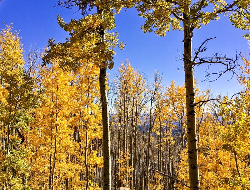 Brilliantly golden aspens tower from the Sacramento mountains of Southern New Mexico. Brilliantly golden aspens tower from the Sacramento mountains of Southern New Mexico