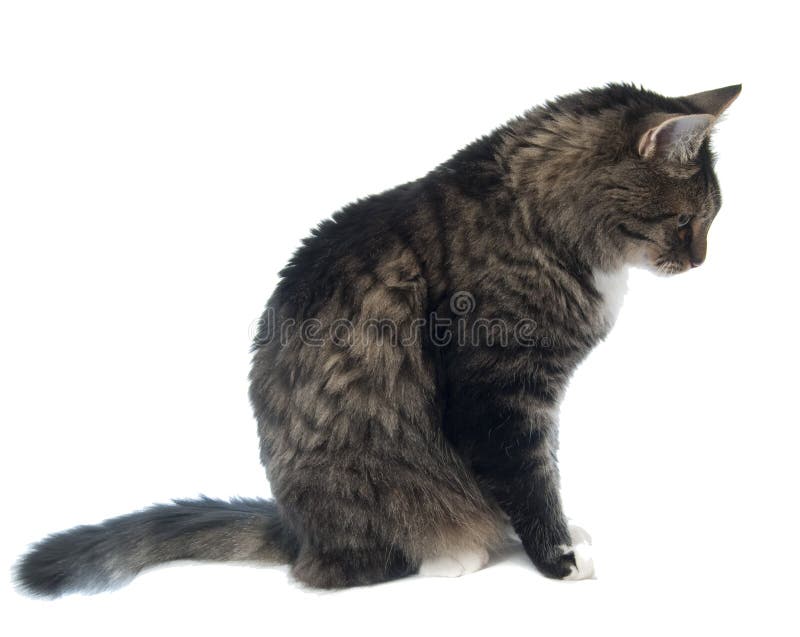 Maine Coon looking down at the floor. sideways angle profile view. Maine Coon looking down at the floor. sideways angle profile view.