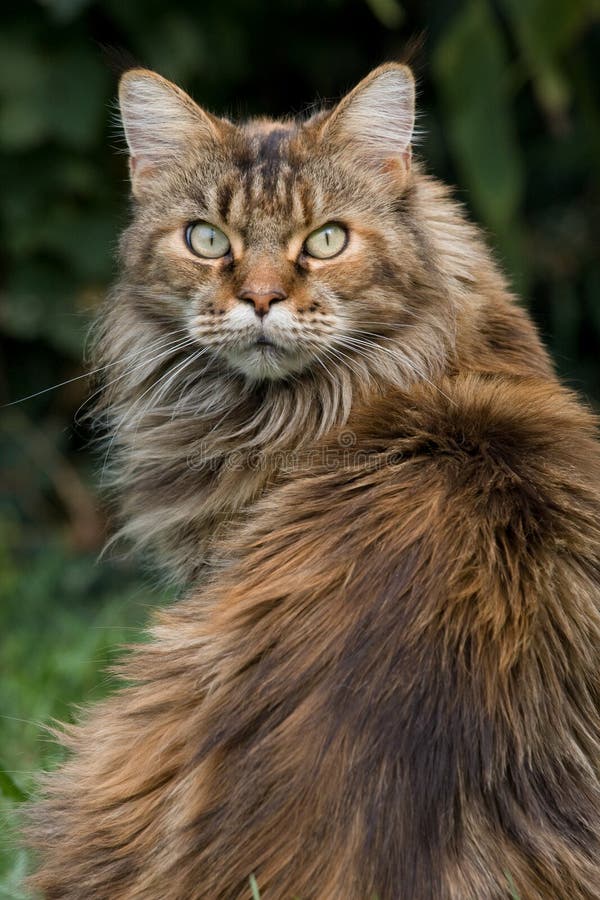 Portrait of looking Maine coon cat. Portrait of looking Maine coon cat