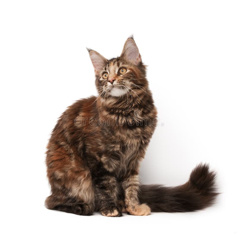 Maine-coon cat on white background. Maine-coon cat on white background