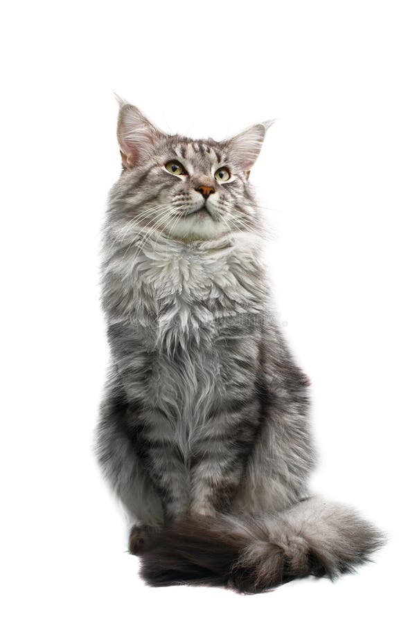 Maine coon cat isolated on white background. Maine coon cat isolated on white background