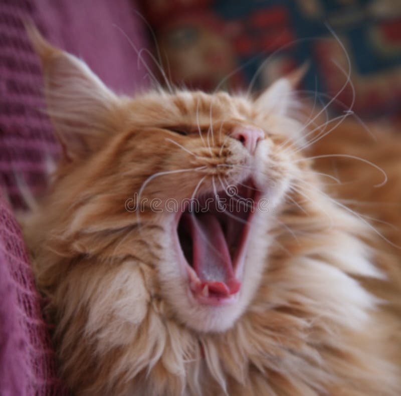 Tabby-colored Maine Coon cat in mid yawn. Tabby-colored Maine Coon cat in mid yawn.