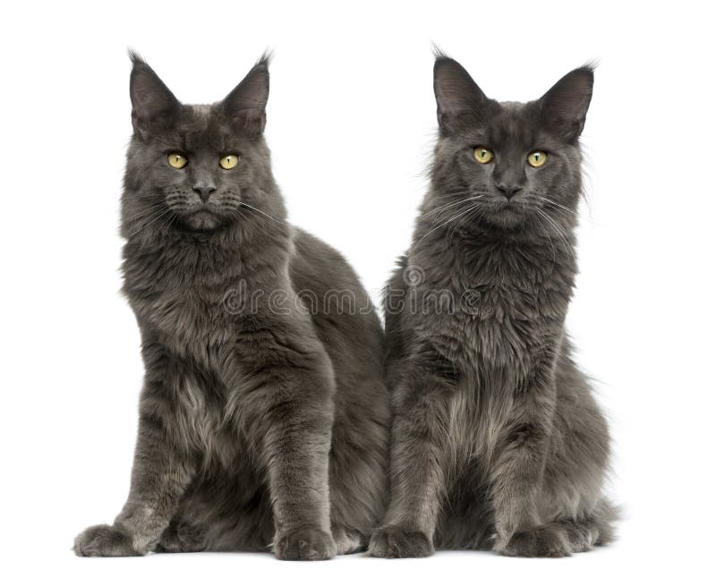 Two Maine Coons in front of a white background. Two Maine Coons in front of a white background