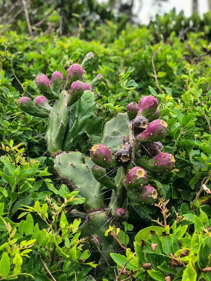 ÐµÑ€Ñƒ cactus tuna. stock photo. Image of flora, cactaceae 176281652