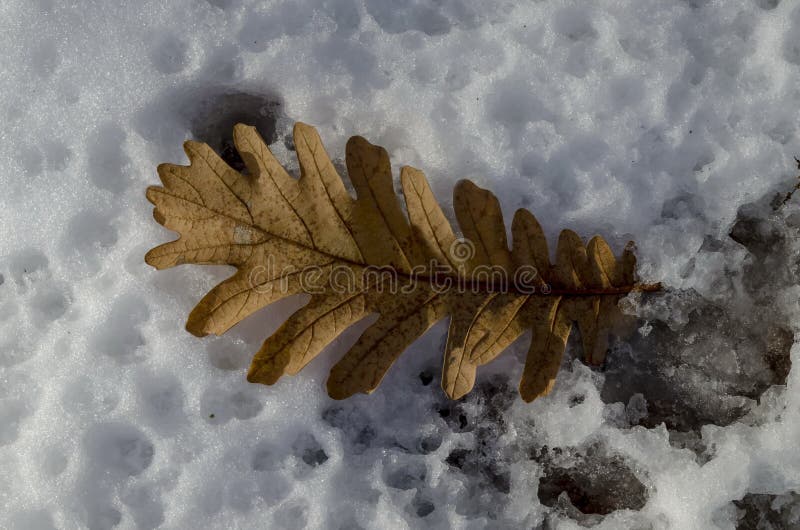 Естественная предпосылка сухих лист дуба на снежном поле в зиме около Zavet