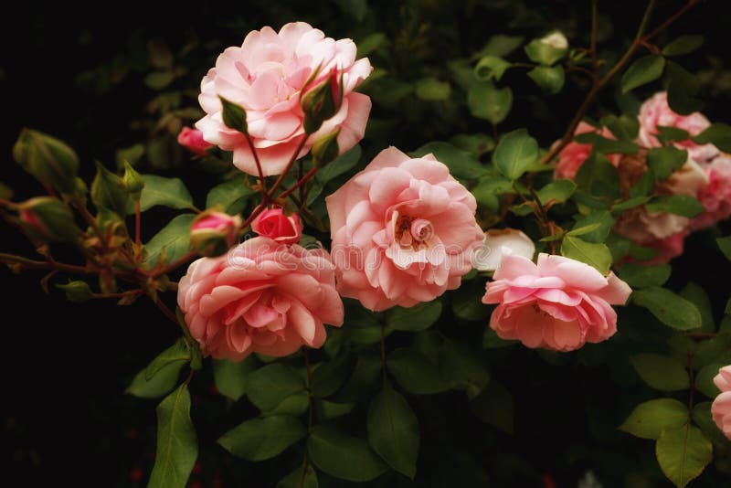 Natural pink roses on bush, flowers background, art effect. Natural pink roses on bush, flowers background, art effect