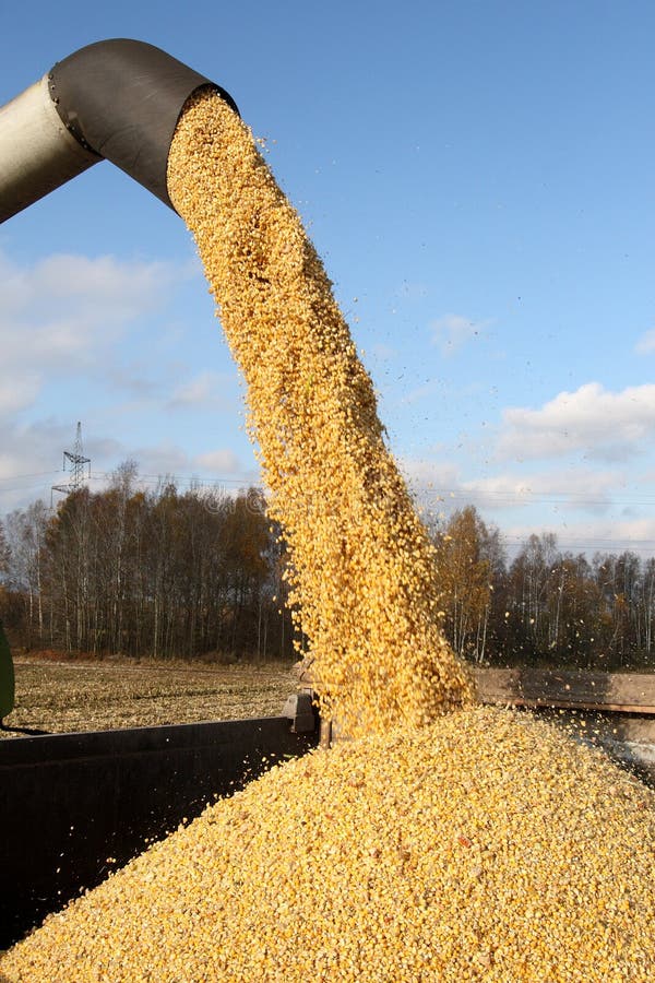 Loading of grain of corn in the car from a combine in the field. Loading of grain of corn in the car from a combine in the field