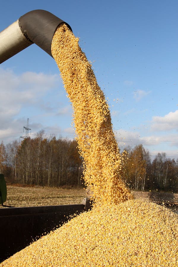 Loading of grain of corn in the car from a combine in the field. Loading of grain of corn in the car from a combine in the field