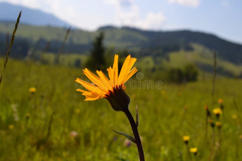 Желтая арника Монтана зацветает в поле Стоковое Фото - изображение .