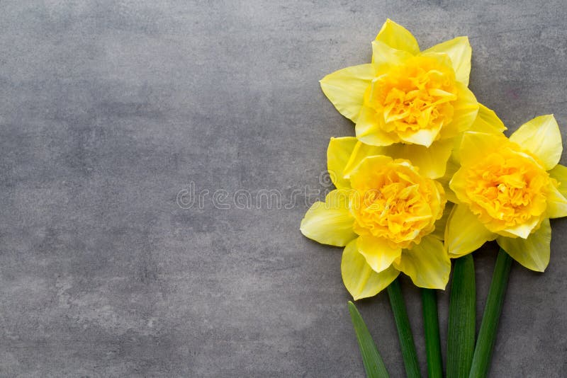 Желтые daffodils на серой предпосылке имеющееся приветствие архива пасхи eps карточки стоковое изображение rf Желтые daffodils на серой предпосылке имеющееся приветствие архива пасхи eps карточки стоковое изображение rf