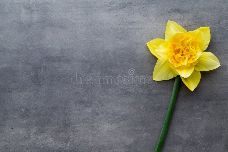 Желтые daffodils на серой предпосылке имеющееся приветствие архива пасхи eps карточки стоковое изображение Желтые daffodils на серой предпосылке имеющееся приветствие архива пасхи eps карточки стоковое изображение