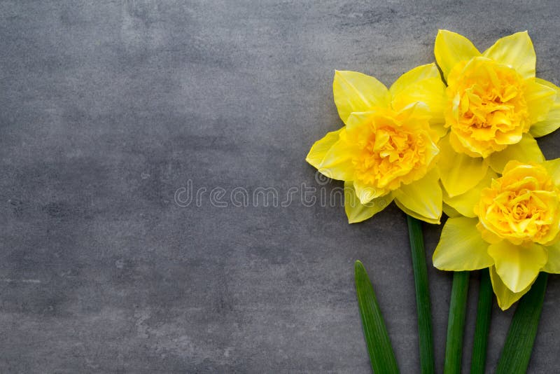 Желтые daffodils на серой предпосылке имеющееся приветствие архива пасхи eps карточки стоковое фото rf Желтые daffodils на серой предпосылке имеющееся приветствие архива пасхи eps карточки стоковое фото rf
