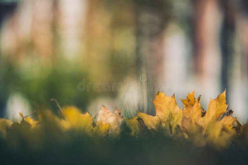 Желтые кленовые листы осени на зеленой траве Bokeh запачкало художническую предпосылку стоковые фотографии rf Желтые кленовые листы осени на зеленой траве Bokeh запачкало художническую предпосылку стоковые фотографии rf
