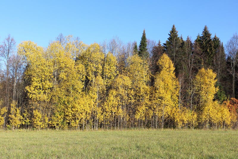 Yellow aspens and green fir-trees on a glade in the wood in the fall. Yellow aspens and green fir-trees on a glade in the wood in the fall