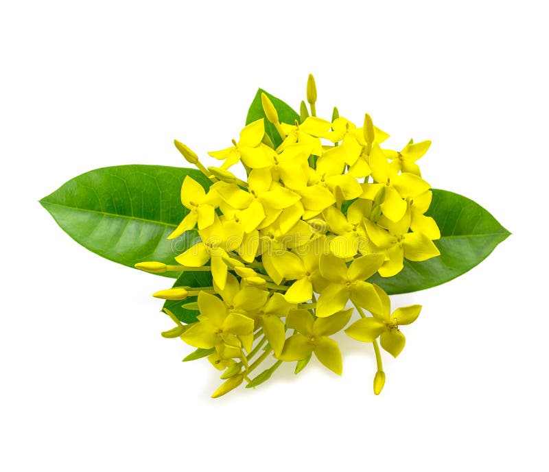 Желтые цветки Ixora стоковое изображение rf Желтые цветки Ixora стоковое изображение rf