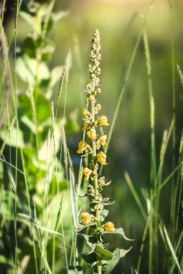 Желтый Verbascum Thapsus стоковые изображения Желтый Verbascum Thapsus стоковые изображения