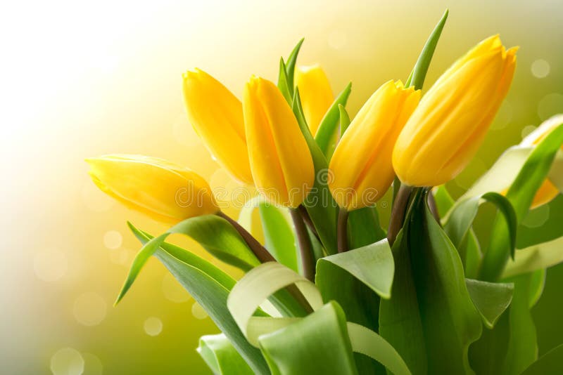 Желтый букет тюльпанов