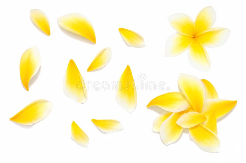 Желтый цветок frangipani установил с лепестками на белой предпосылке от различных углов стоковые фото Желтый цветок frangipani установил с лепестками на белой предпосылке от различных углов стоковые фото