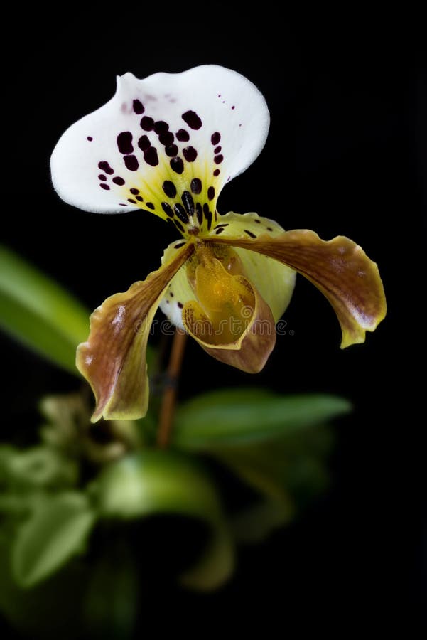 Желтая орхидея paphiopedilum тапочки дамы на черной предпосылке стоковые фотографии rf Желтая орхидея paphiopedilum тапочки дамы на черной предпосылке стоковые фотографии rf