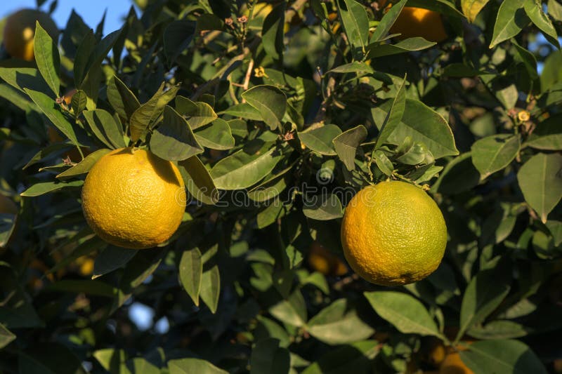 yellow-green tangerines on tree branches 1. yellow-green tangerines on tree branches 1