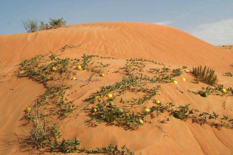 Желтые colocynthis Citrullus горьких яблок в красном песке пустыни Омана стоковое изображение Желтые colocynthis Citrullus горьких яблок в красном песке пустыни Омана стоковое изображение