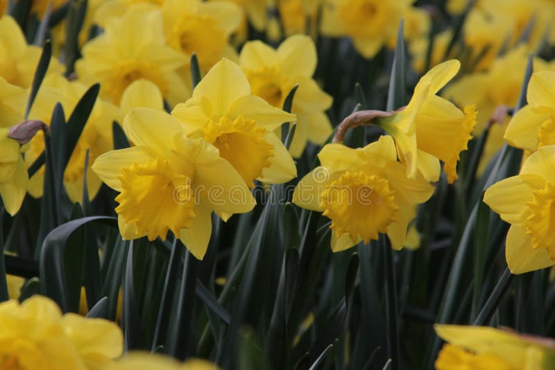 Желтые daffodils в солнце во время весны. Желтые цветки назвали Narcissus или daffodil в траве в общественном парке в вертепе Ijssel Nieuwerkerk aan в нидерландской природе флоры вне солнца daffodils весны сезона шарика