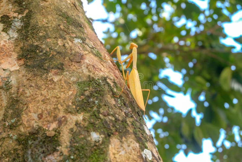 Желтый mantis на дереве стоковое фото Желтый mantis на дереве стоковое фото