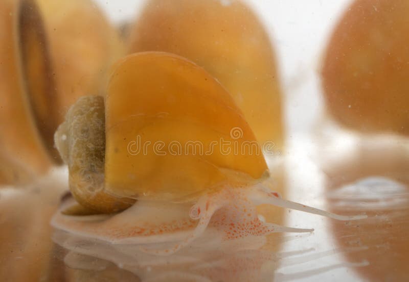 Желтый Pomacea в студии стоковое изображение rf