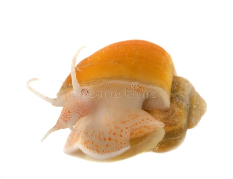 Желтый Pomacea в студии стоковая фотография