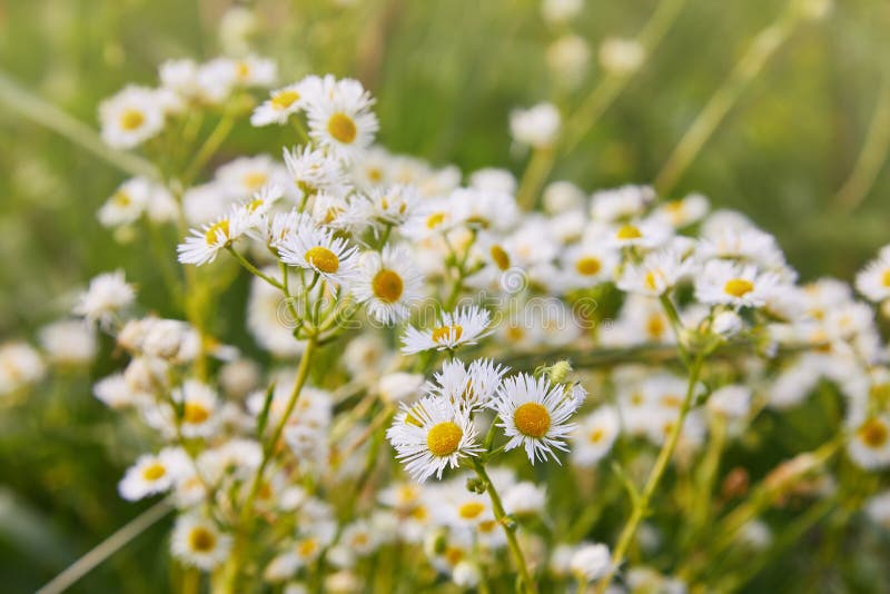 Желтый и белый как небольшое annuus Erigeron цветков маргаритки, ежегодное fleabane, fleabane маргаритки или восточная маргаритка стоковые изображения rf Желтый и белый как небольшое annuus Erigeron цветков маргаритки, ежегодное fleabane, fleabane маргаритки или восточная маргаритка стоковые изображения rf